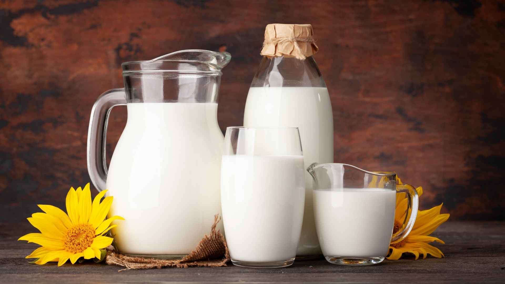 tipos de leche para gatos